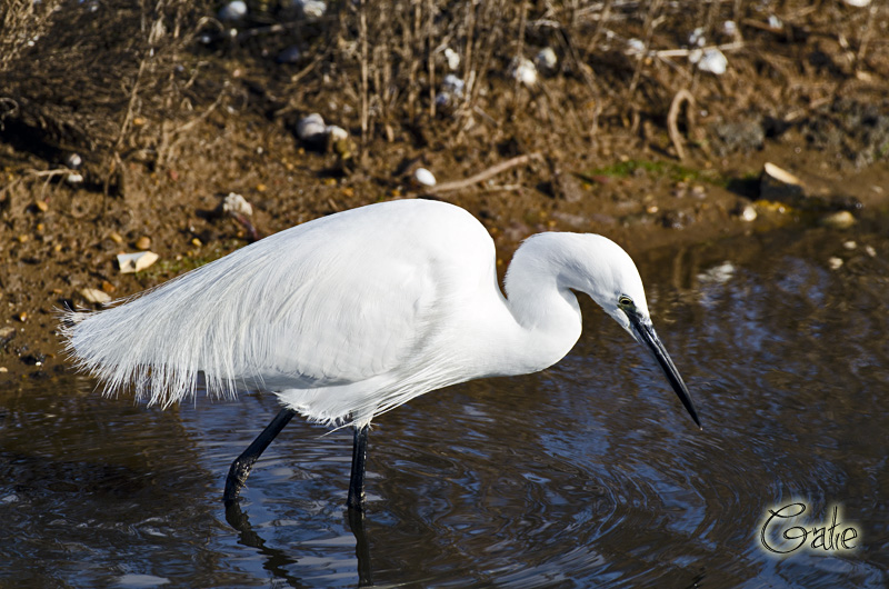 Egretta garzetta